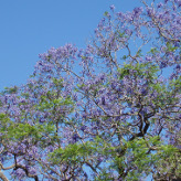 blue sky tree