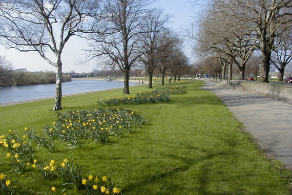 spring forest