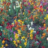 summer flowers