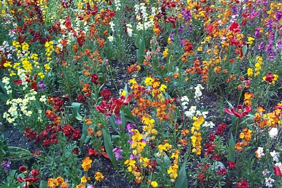 summer flowers